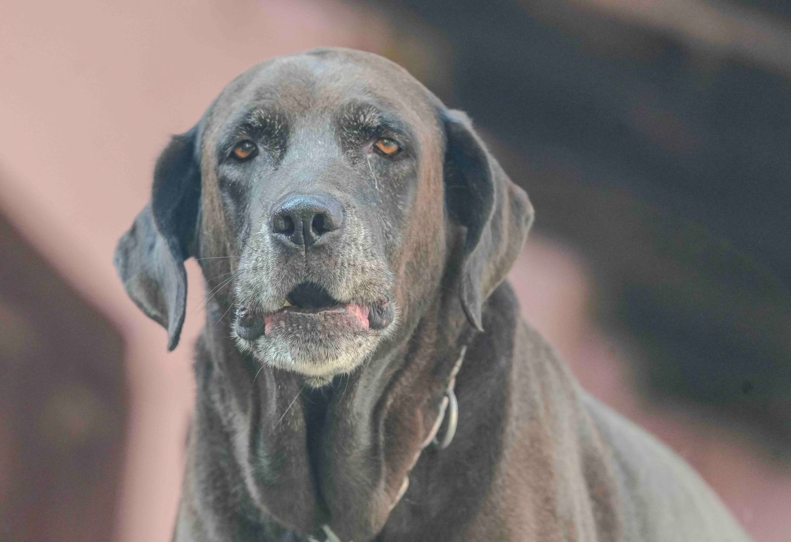 A gray-faced senior dog gazing gently in warm light