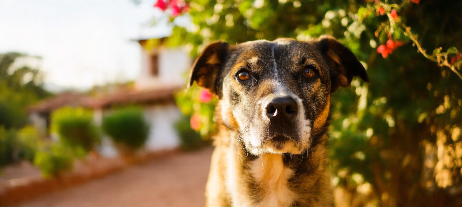 Veterinarian caring for a young dog recovering from canine parvovirus in a clinical setting