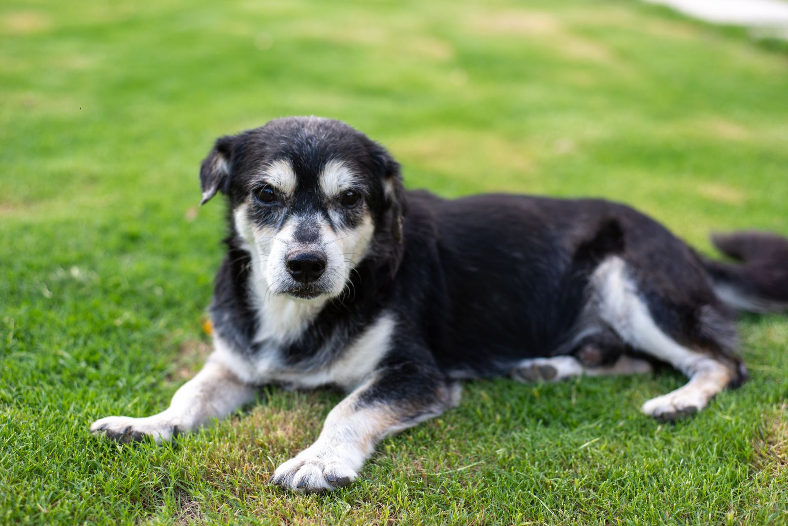 A gray-muzzled senior dog resting in bright natural light